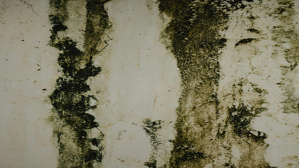 Odor Removal 2 mold front page