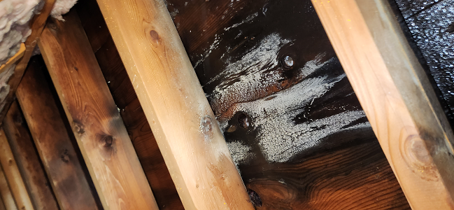 Odor Removal 3 20250206 115109