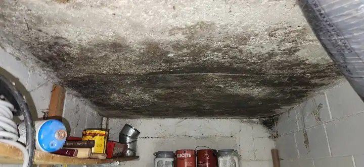 Mold Removal Services