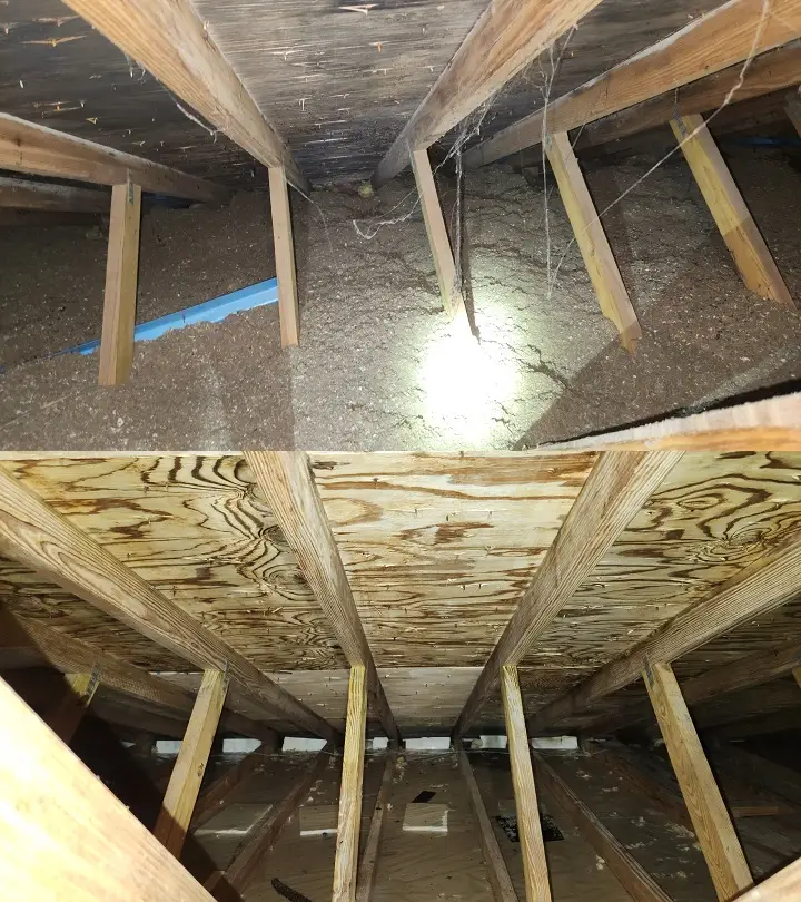 Attic Mold Removal Services